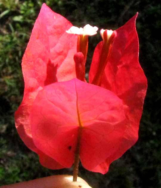 Vibrant Bougainvillea Against A Clear Blue Sky Wallpaper