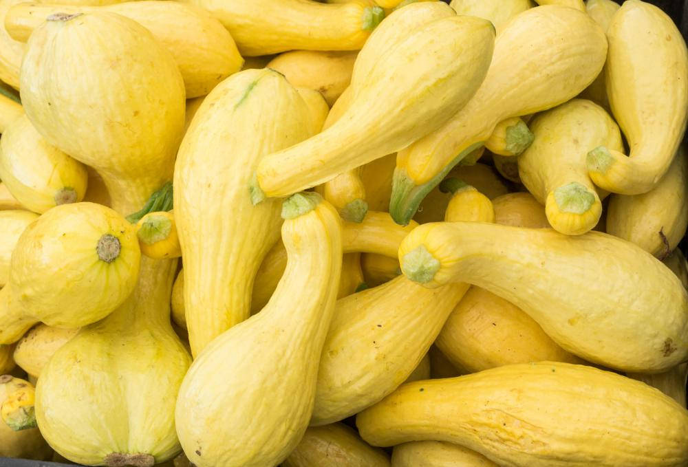 Vibrant Crookneck Yellow Squash Wallpaper