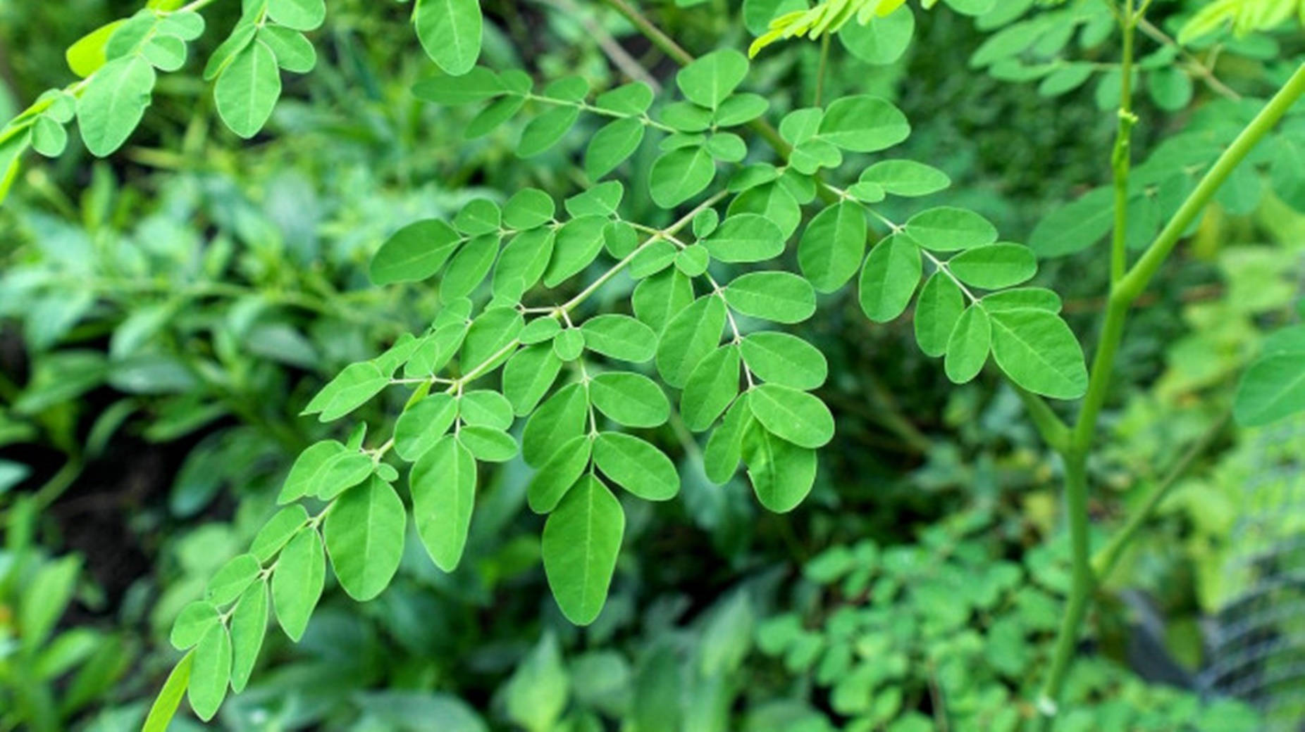 Vibrant Fresh Green Moringa Leaves Wallpaper