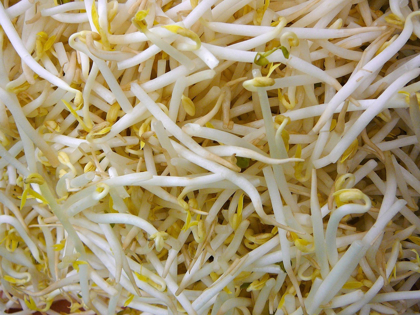 Vibrant Green Mung Bean Sprouts Wallpaper