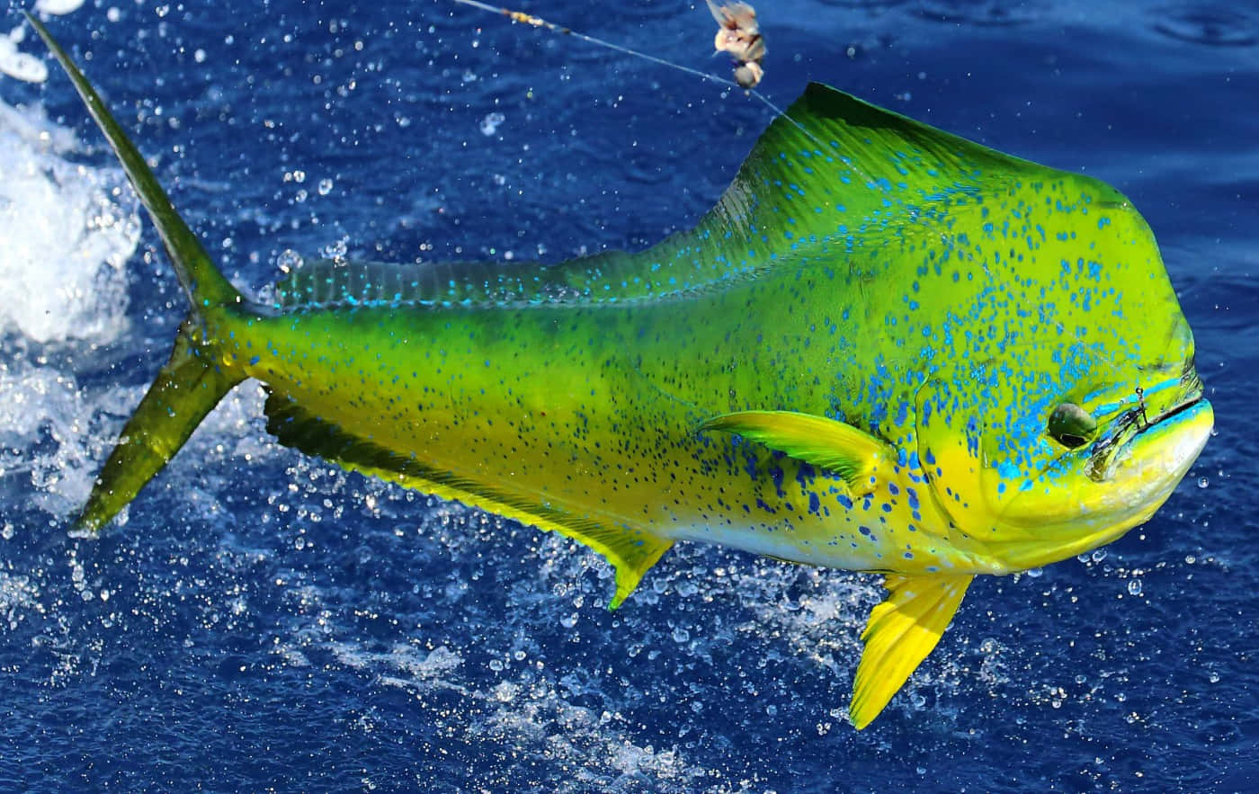 Vibrant Mahi Mahi Caughtat Sea Wallpaper