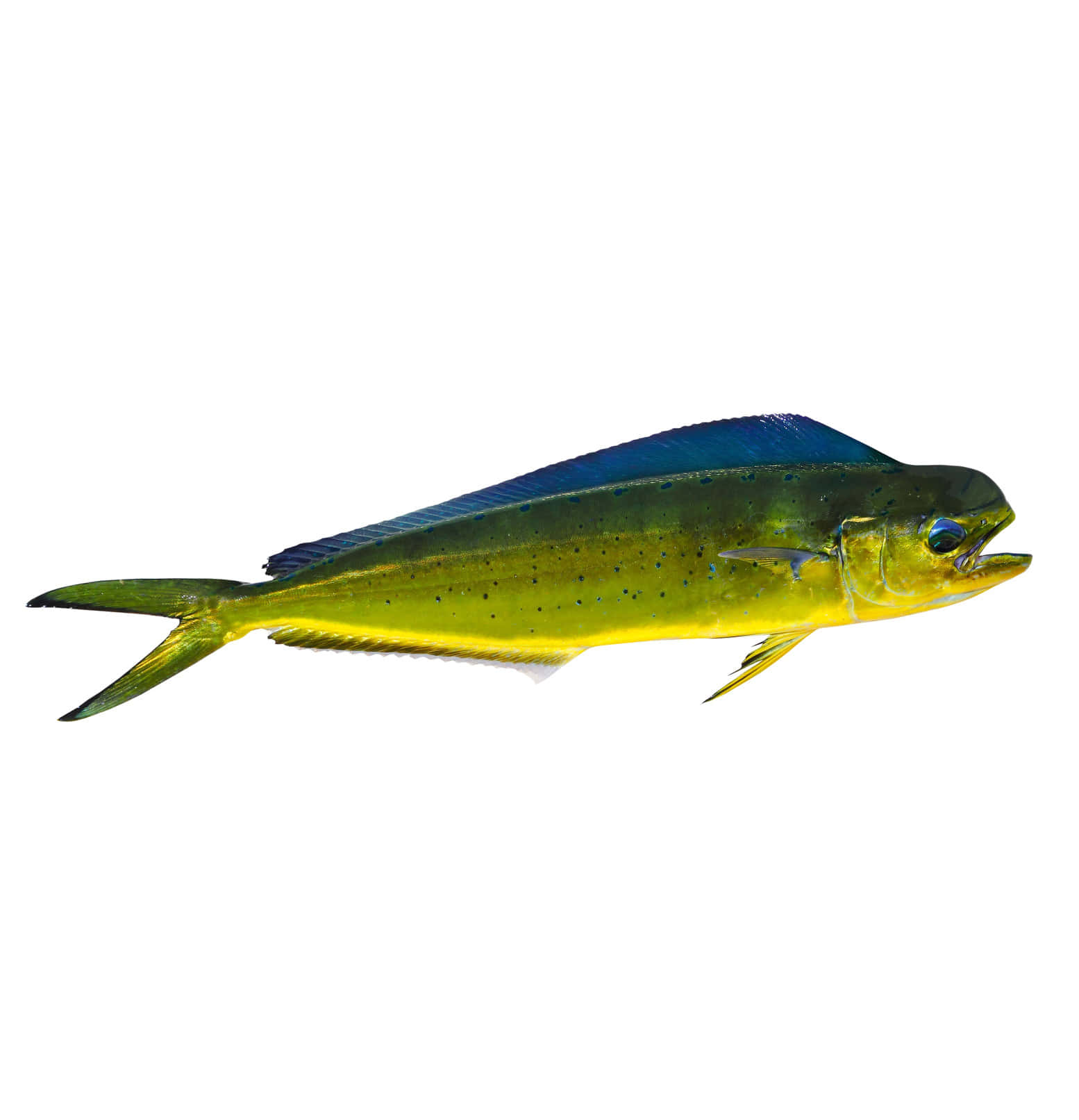 Vibrant Mahi Mahi Isolated Wallpaper