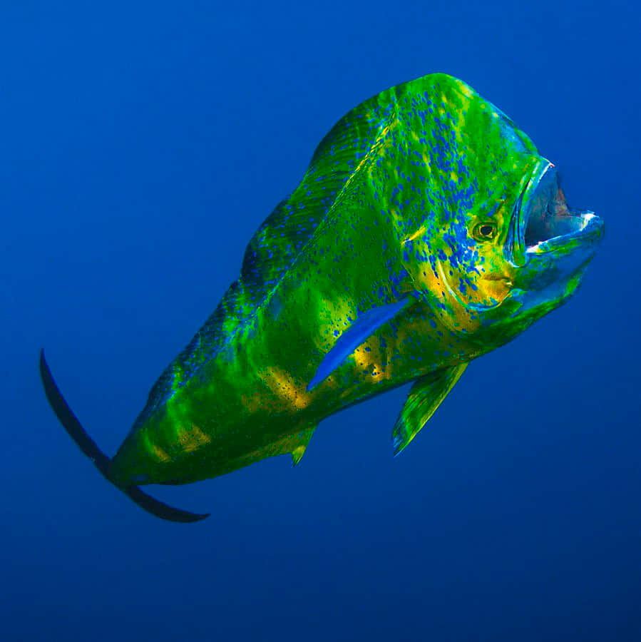 Vibrant Mahi Mahi Underwater Wallpaper