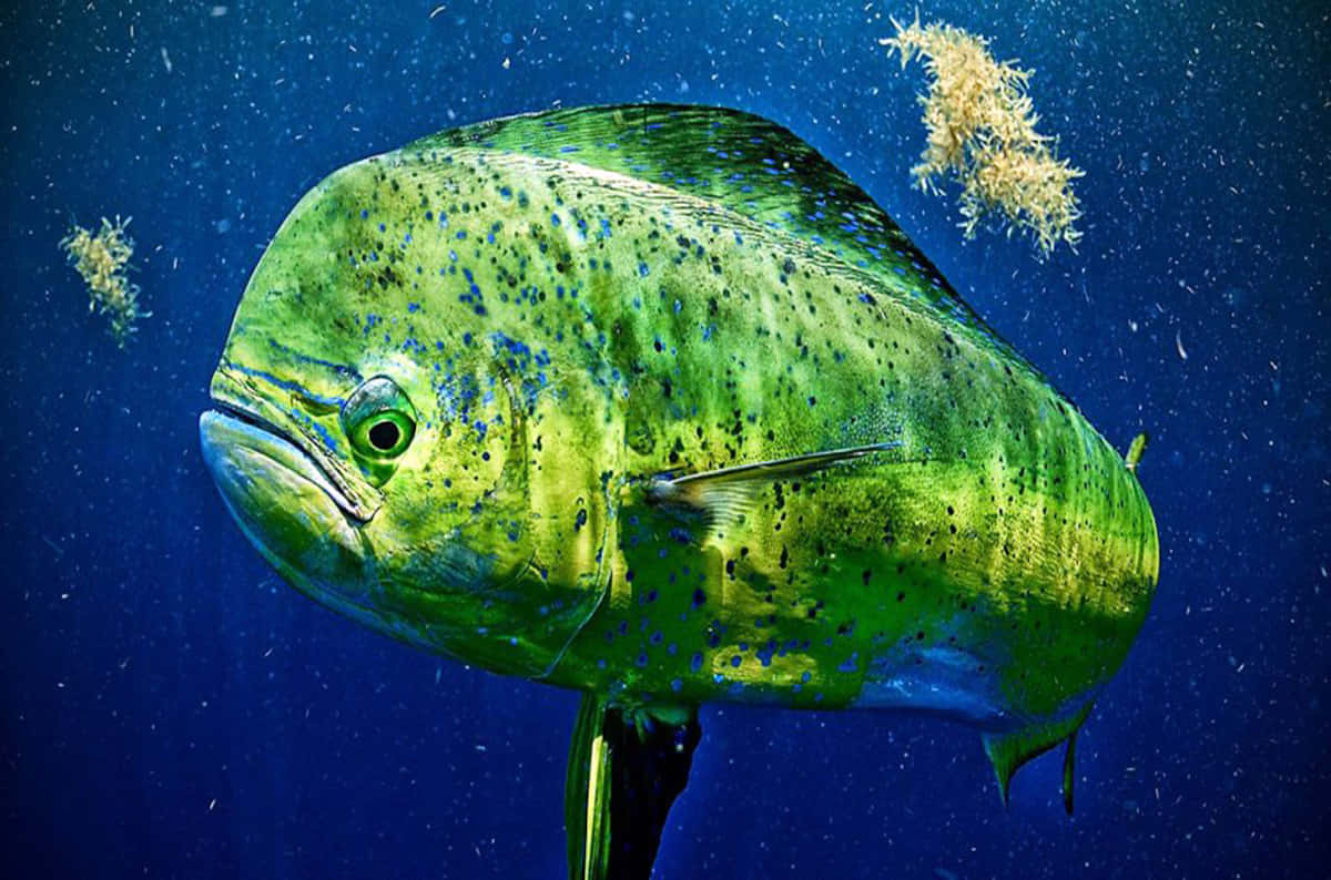 Vibrant Mahi Mahi Underwater Wallpaper