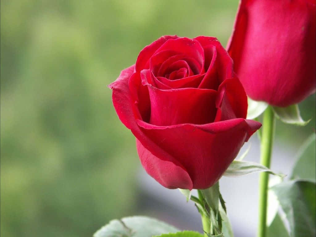 Vibrant Red Rose Blossom Wallpaper