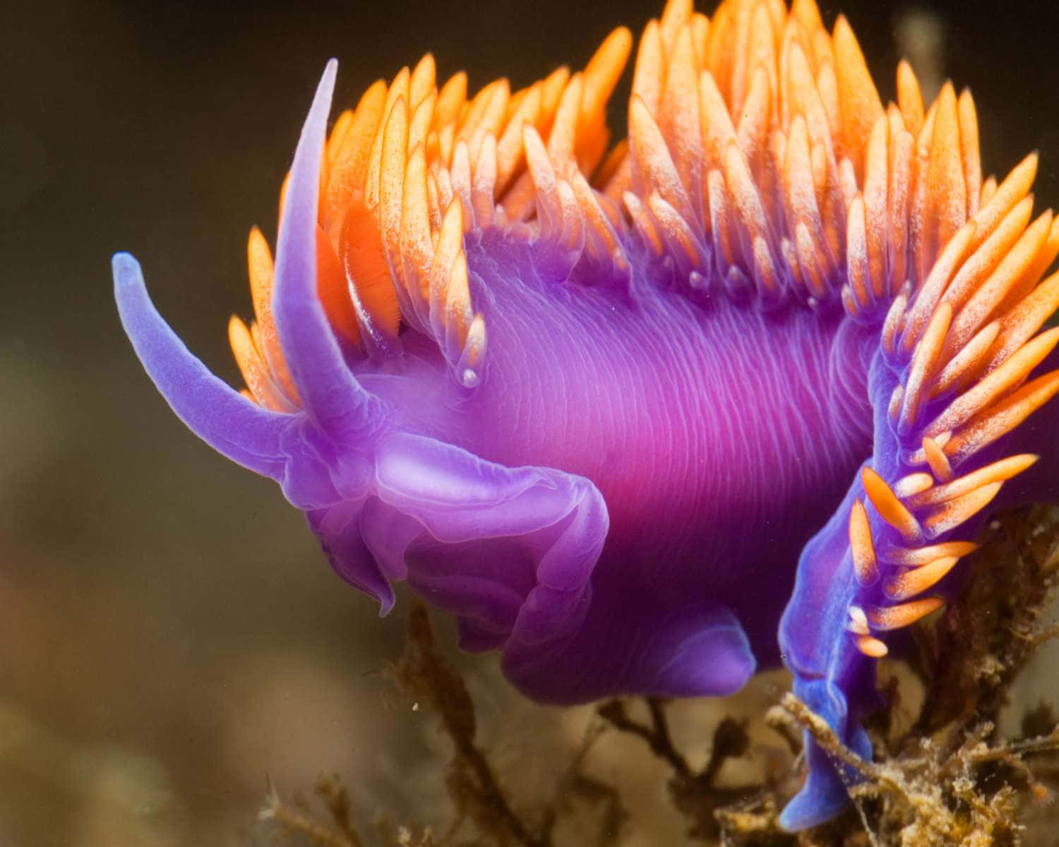 Vibrant_ Sea_ Slug_ Closeup Wallpaper