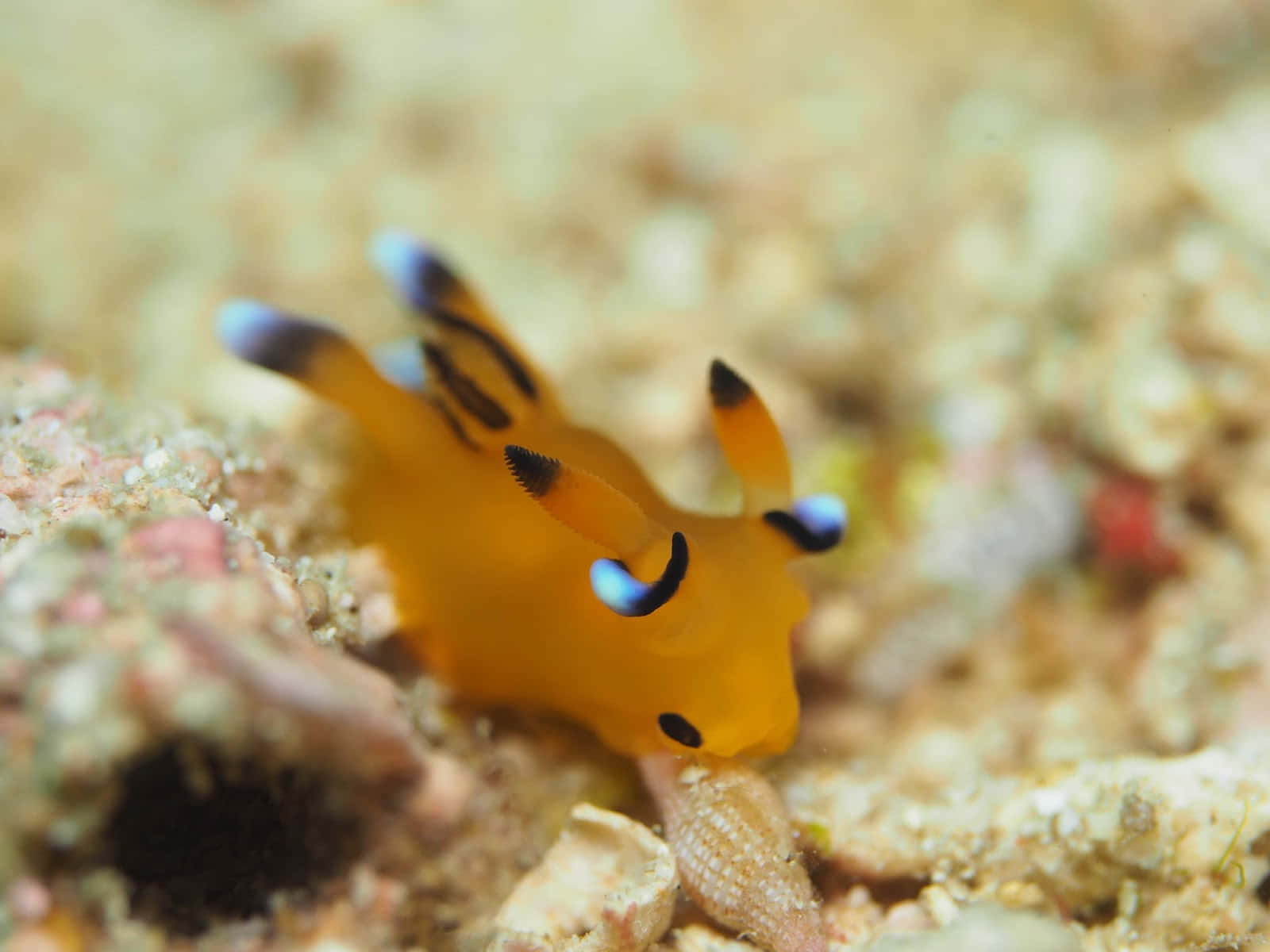 Vibrant Sea Slug On Coral Wallpaper