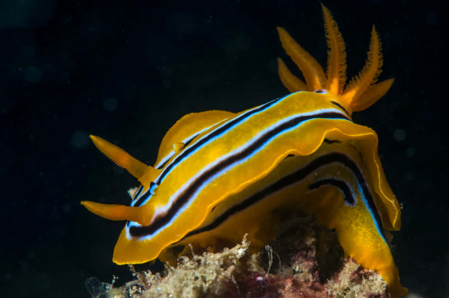 Vibrant Sea Slug Underwater Wallpaper