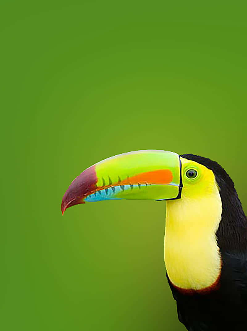 Vibrant Toucan Portrait Green Background.jpg Wallpaper