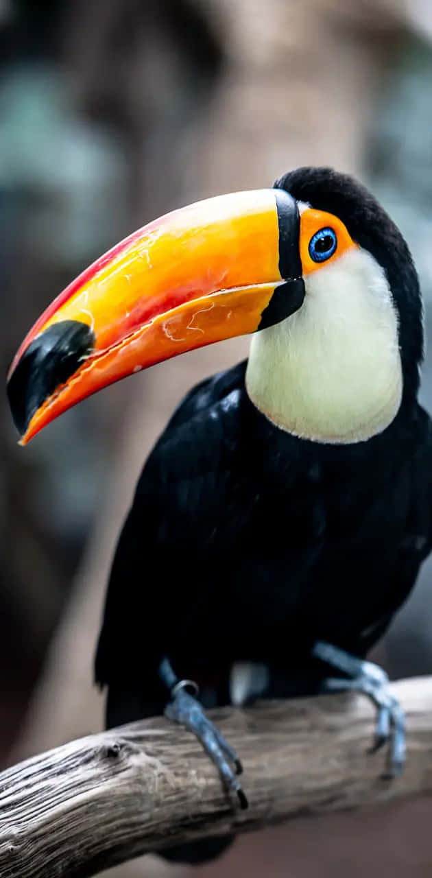 Vibrant Toucan Portrait Wallpaper