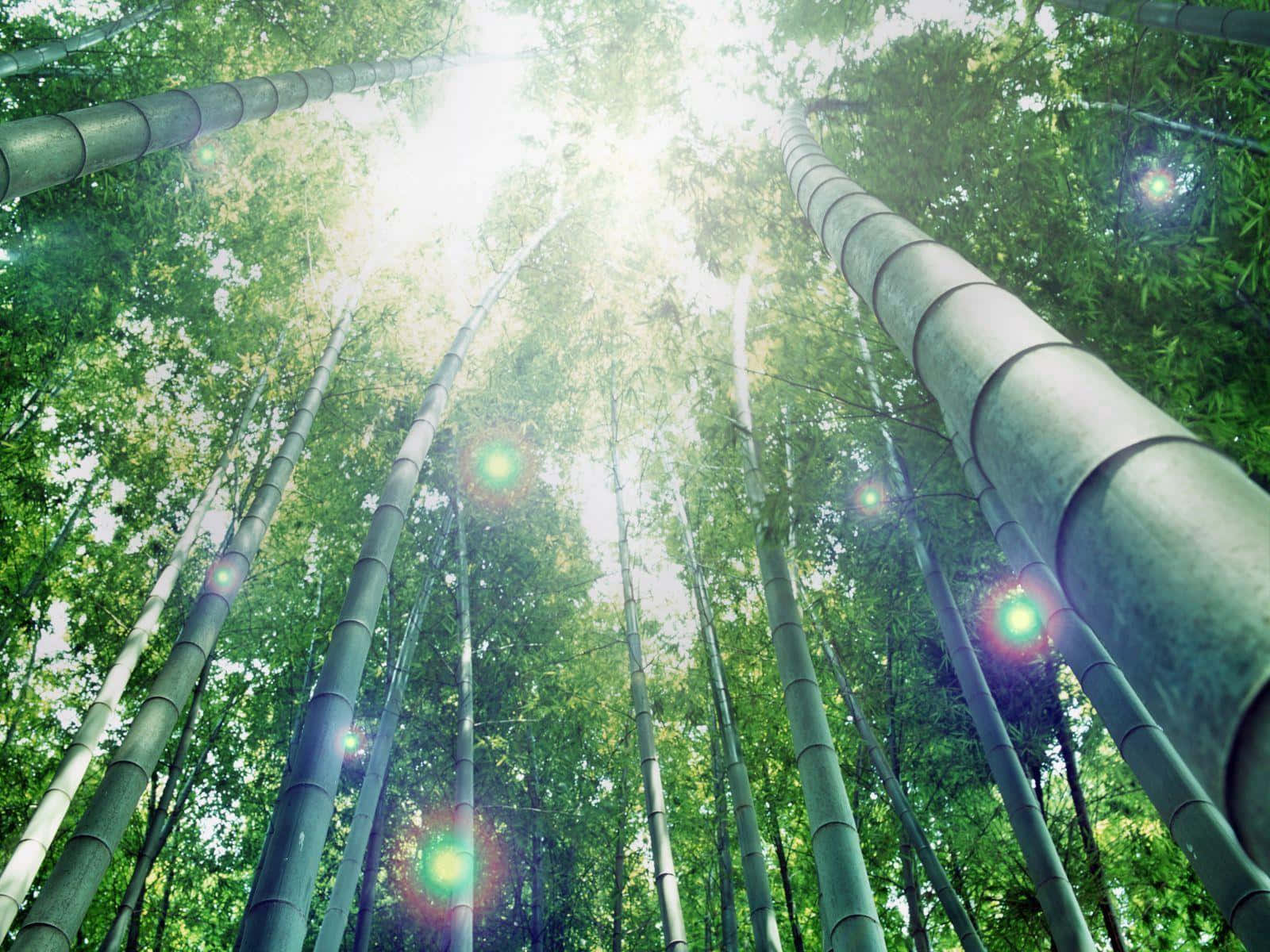 View Of Bamboo Desktop Wallpaper