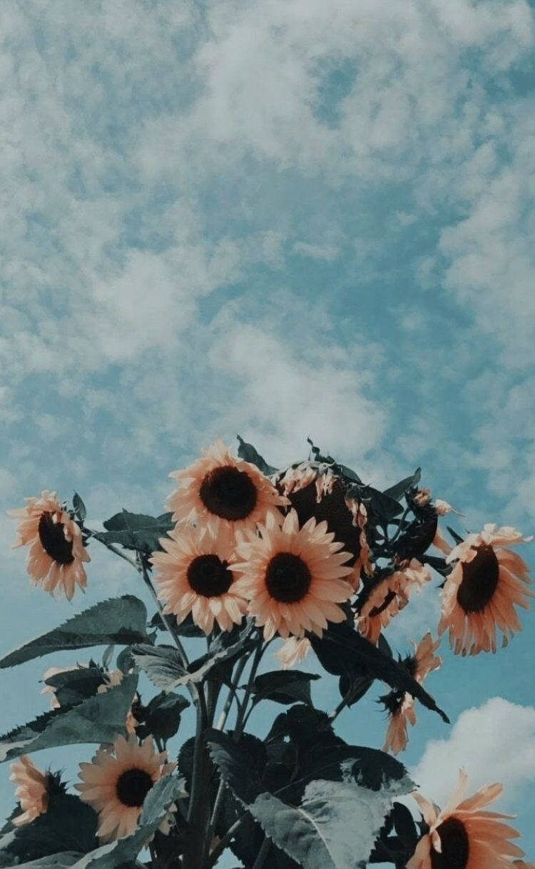 Vintage Aesthetic Phone Sunflowers Blue Sky Wallpaper