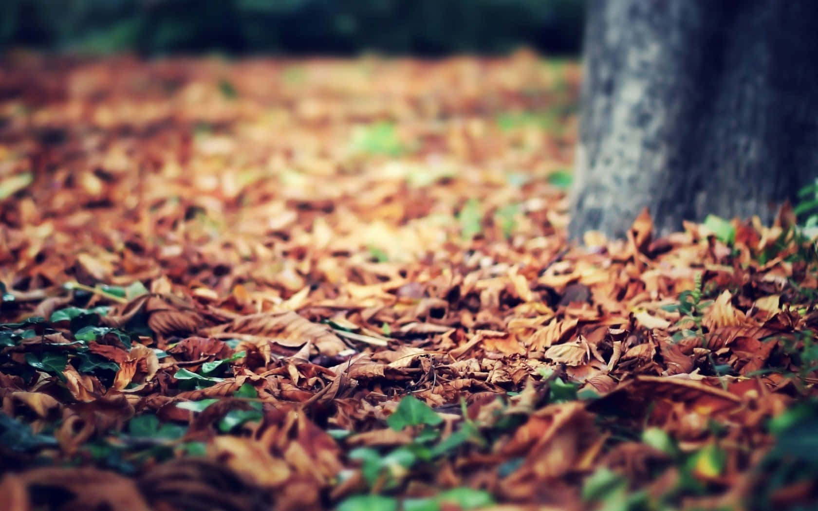 Vintage Autumn Leaves On Ground Wallpaper