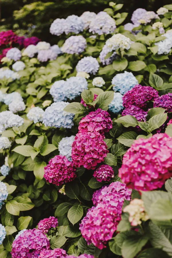 Vintage Flower Aesthetic Hydrangea Bush Wallpaper