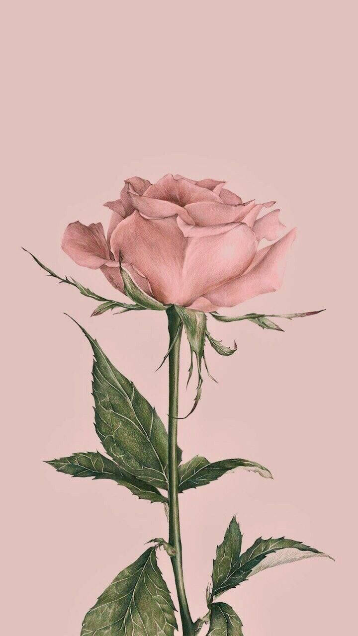 Vintage Iphone Pink Rose Flower Wallpaper