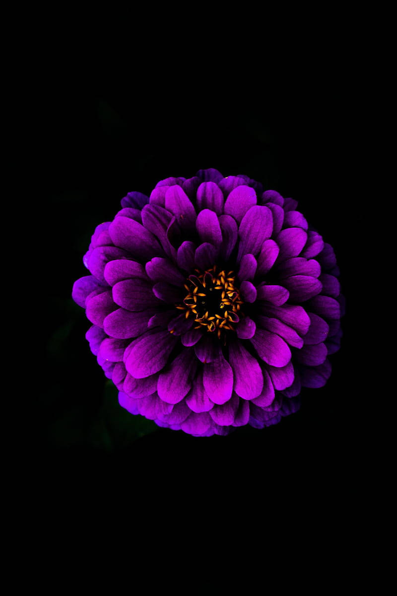 Violet Common Zinnia Apple Flower Wallpaper