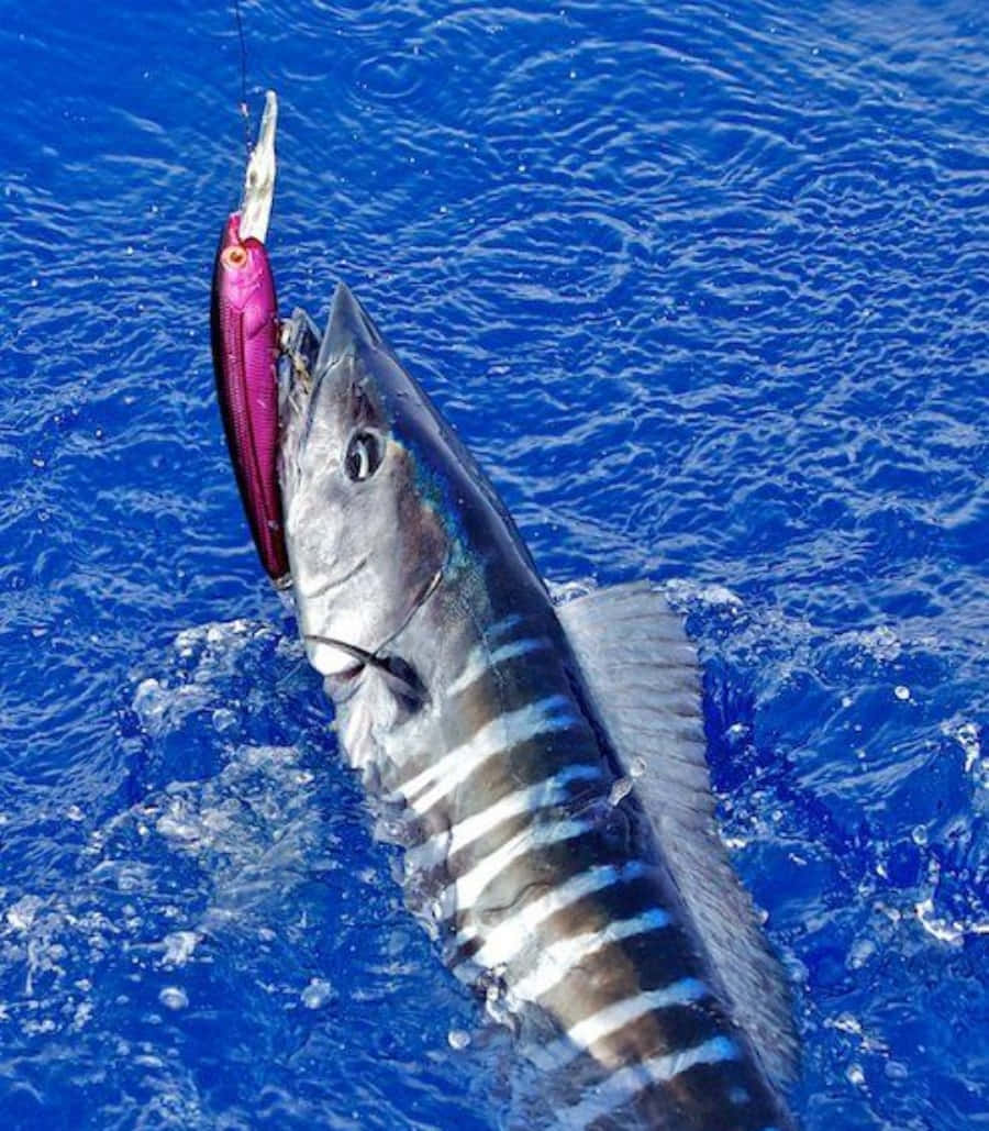 Wahoo Fish Caughton Lure Wallpaper