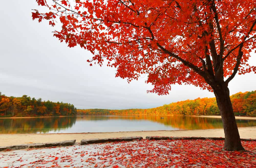 Walden Pond Concord Massachusetts Wallpaper