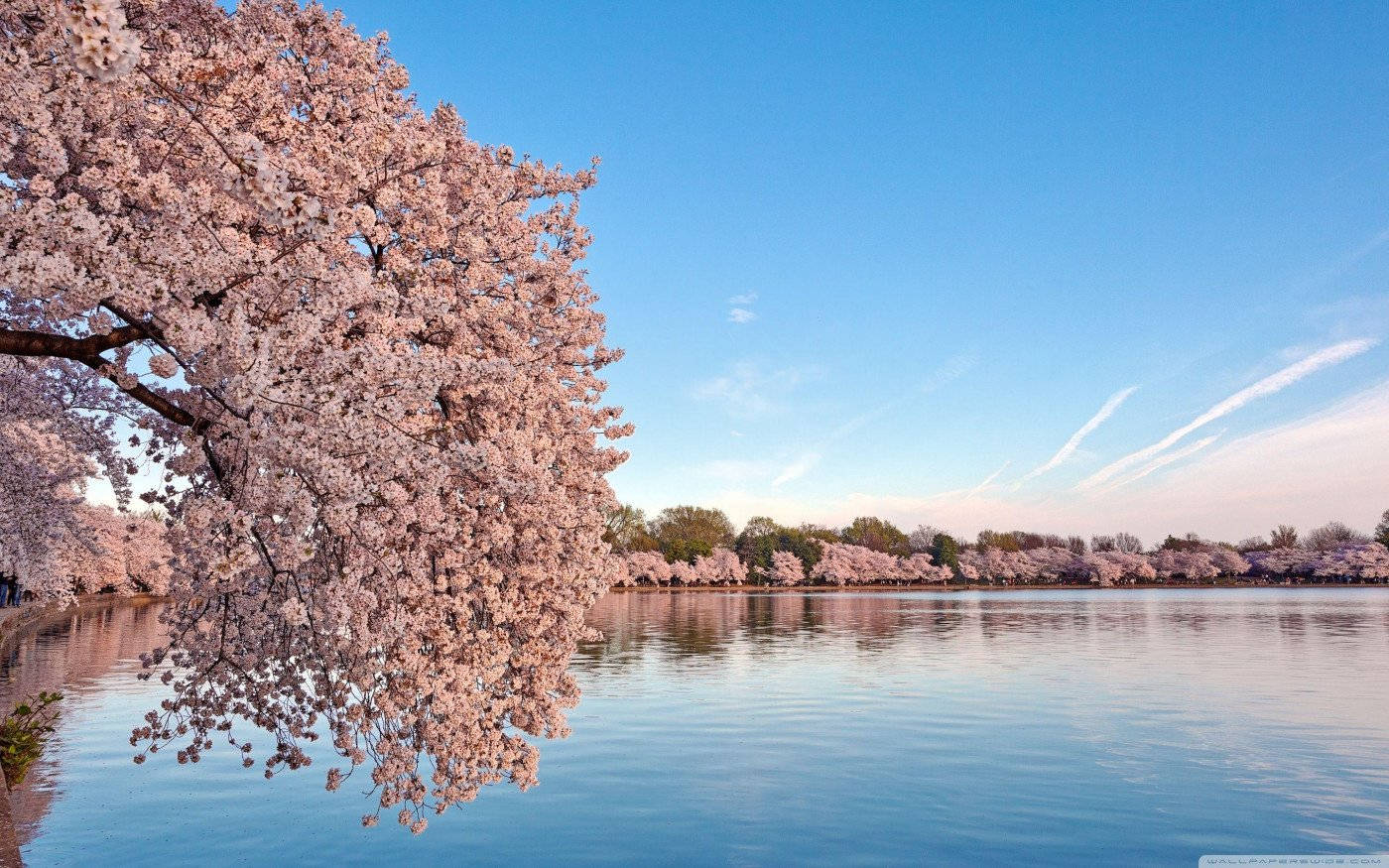 Washington, Dc Cherry Blossoms Wallpaper