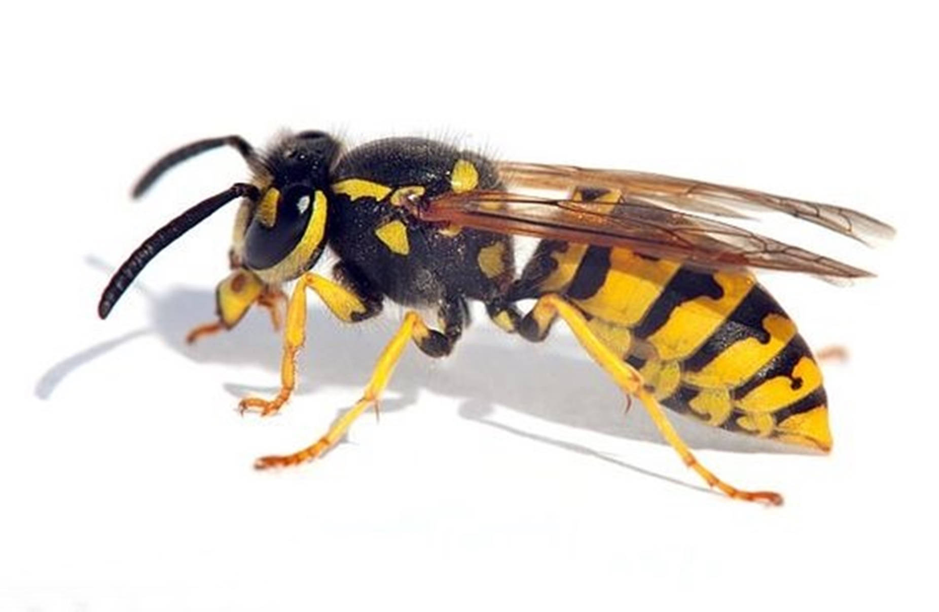 Wasp Winged Carnivorous Insect Wallpaper