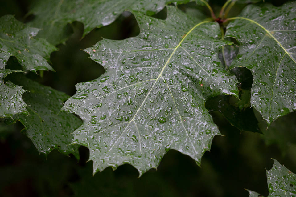 Water Droplets After Rain Wallpaper