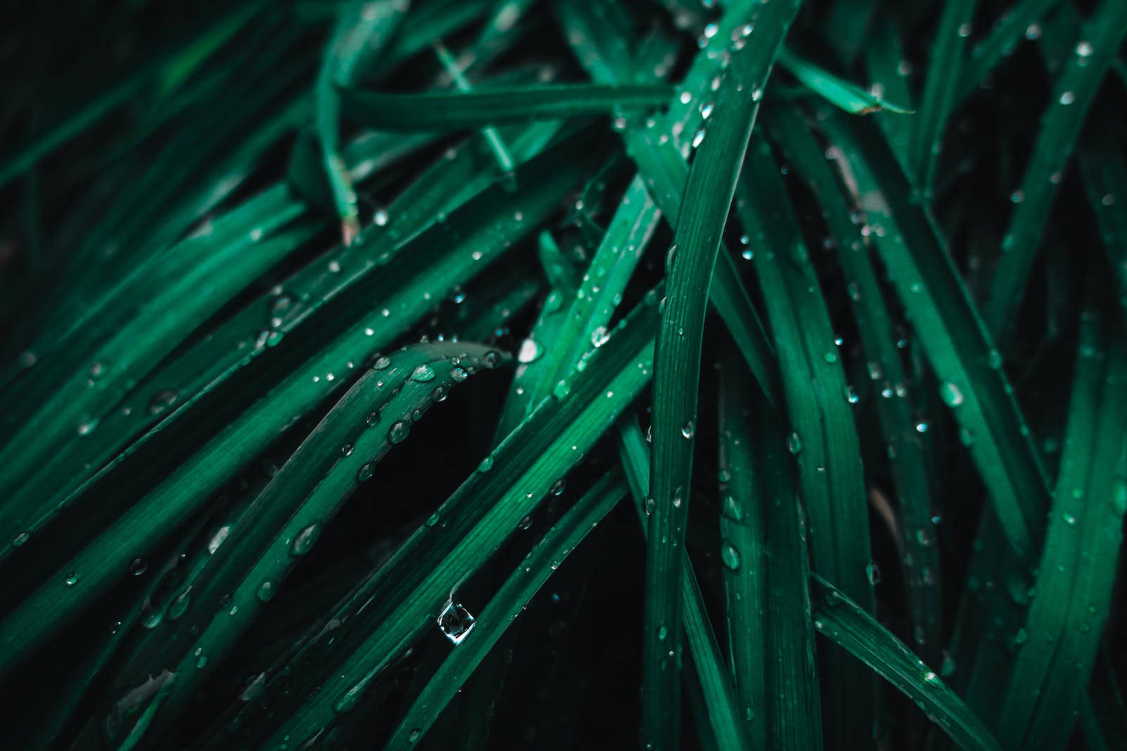 Water Droplets On Leaf Wallpaper