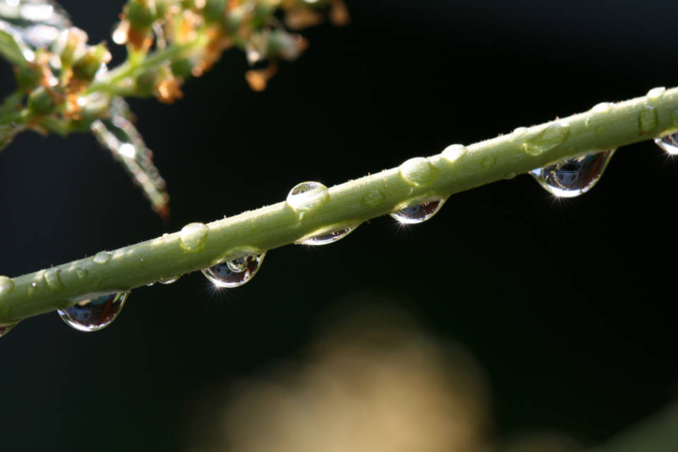 Water Droplets On Stem Wallpaper