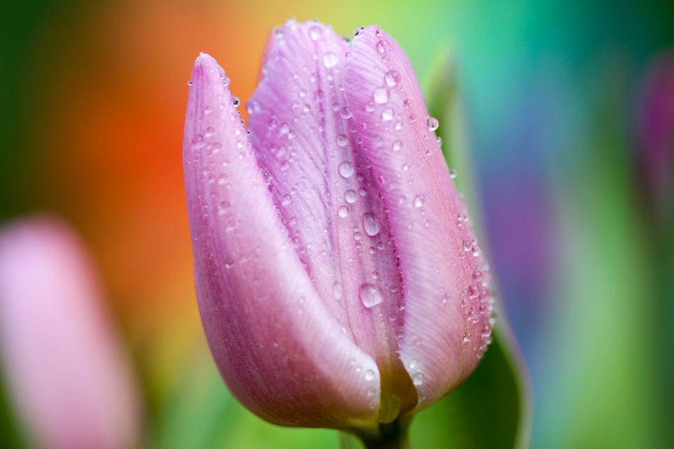 Water Droplets On Tulip Wallpaper