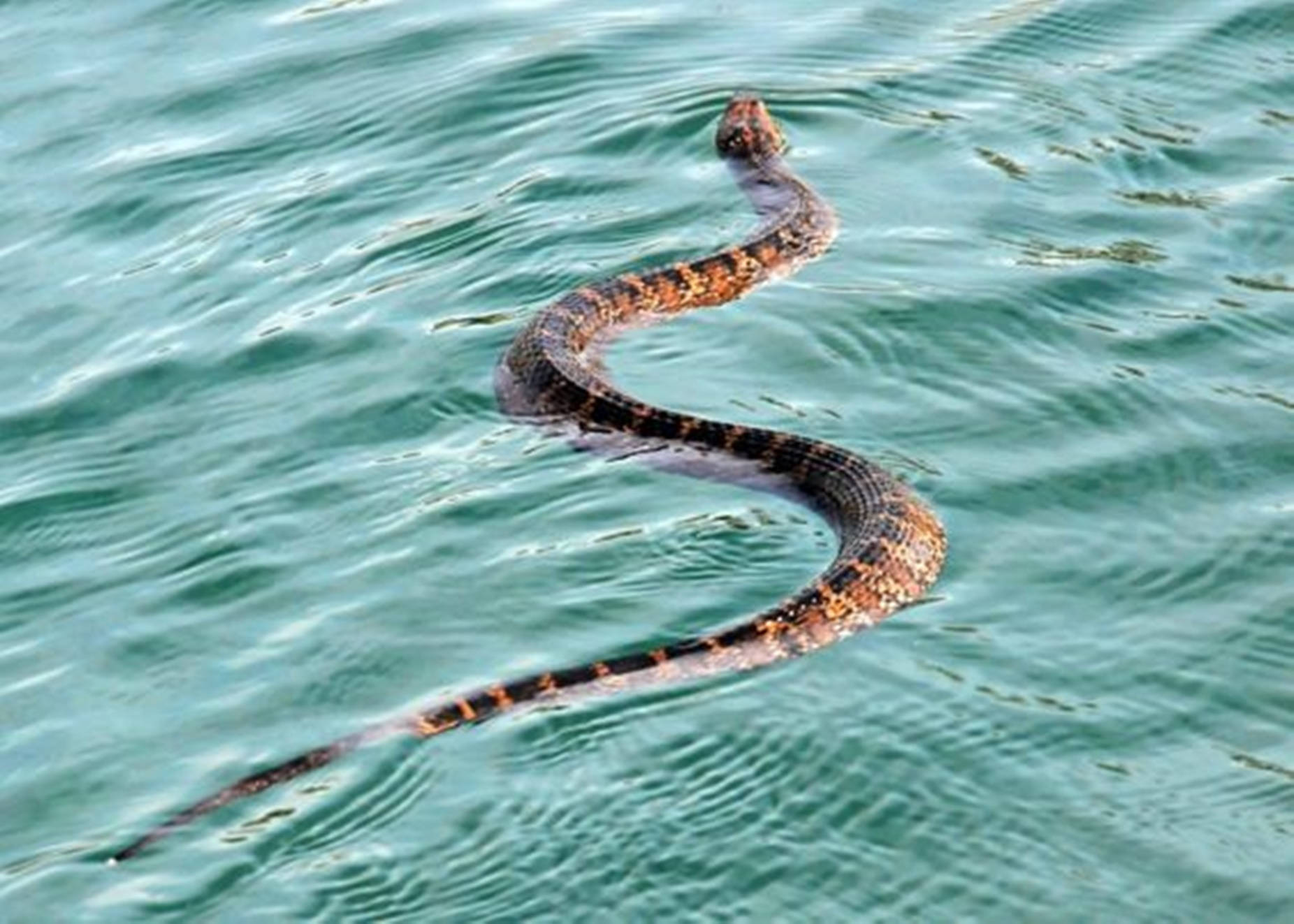 Water Moccasin In Green Ocean Wallpaper