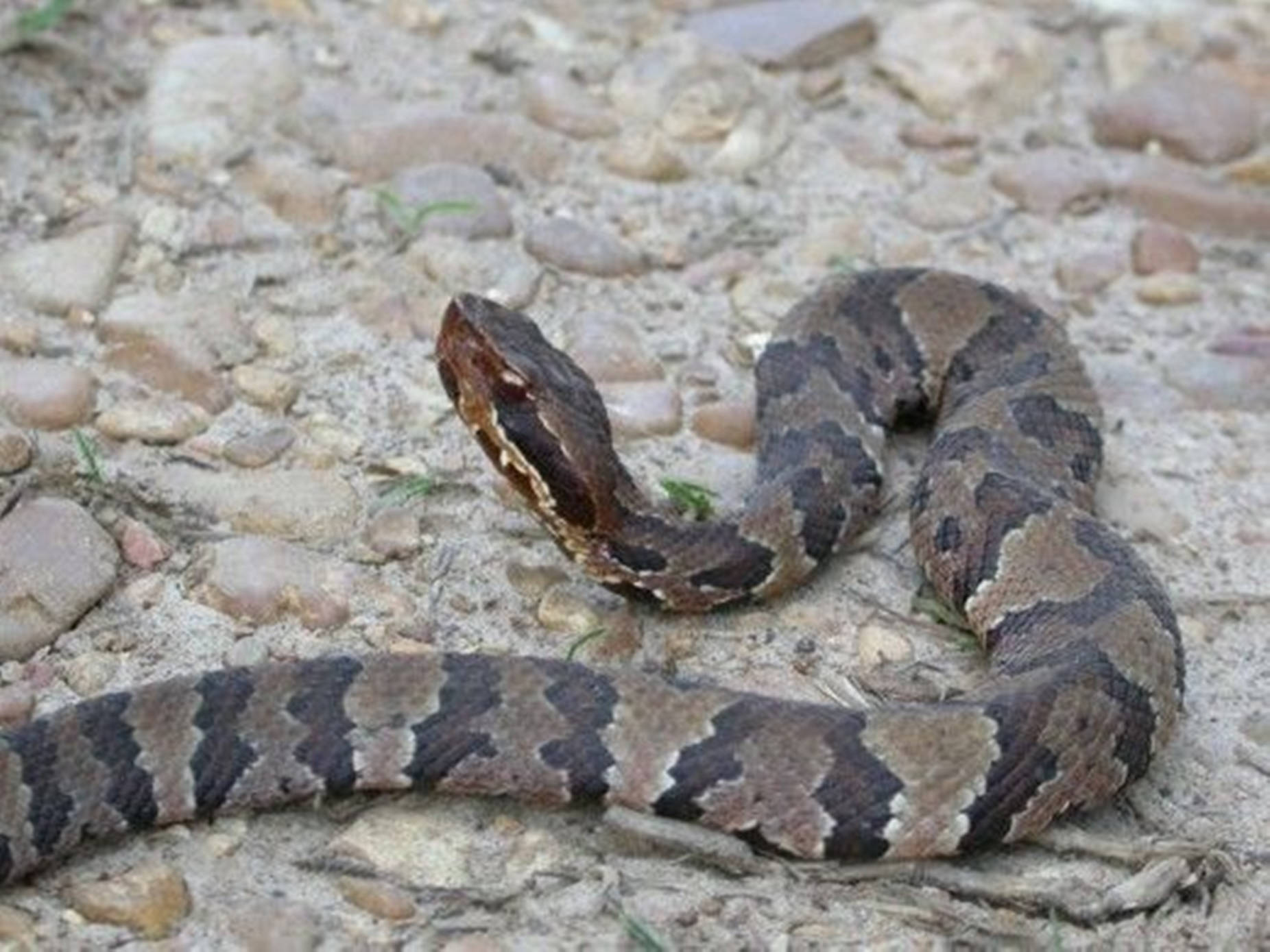 Water Moccasin With Black Pattern Wallpaper