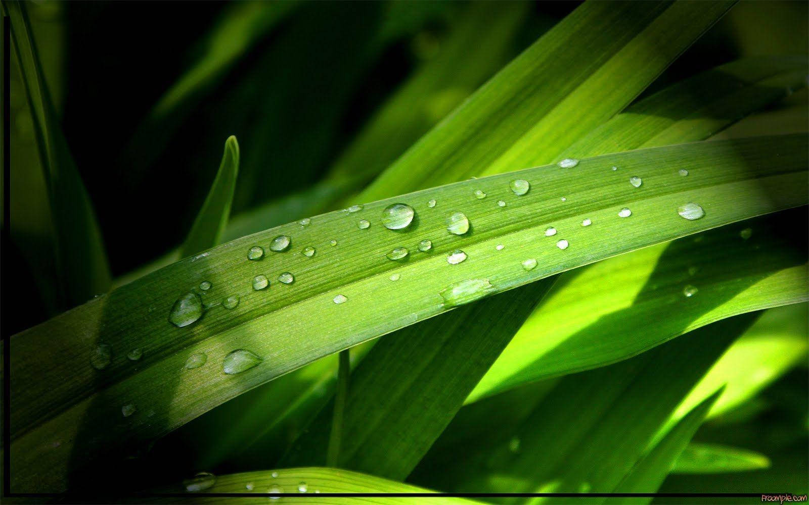 Wet Green Leaves All Best Wallpaper