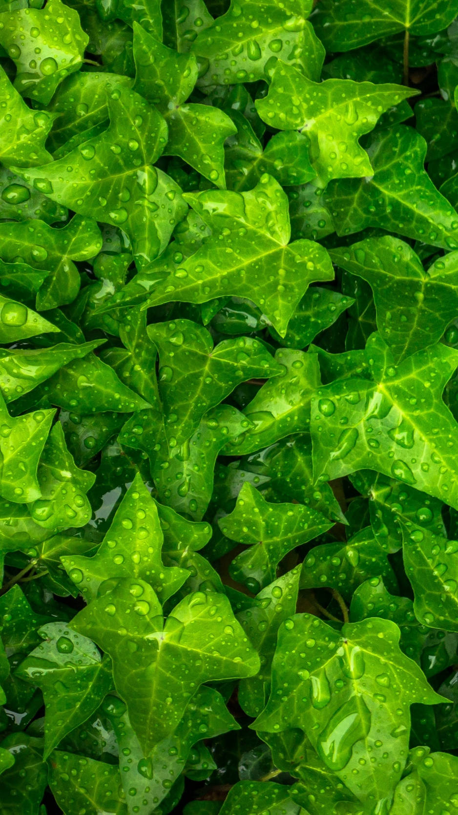 Wet Plant Leaves Top View Iphone Wallpaper