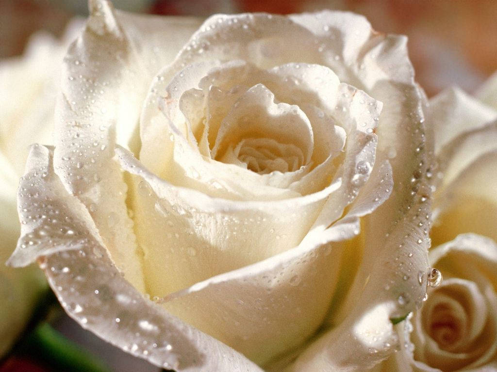 Wet White Rose Beautiful Flower Wallpaper