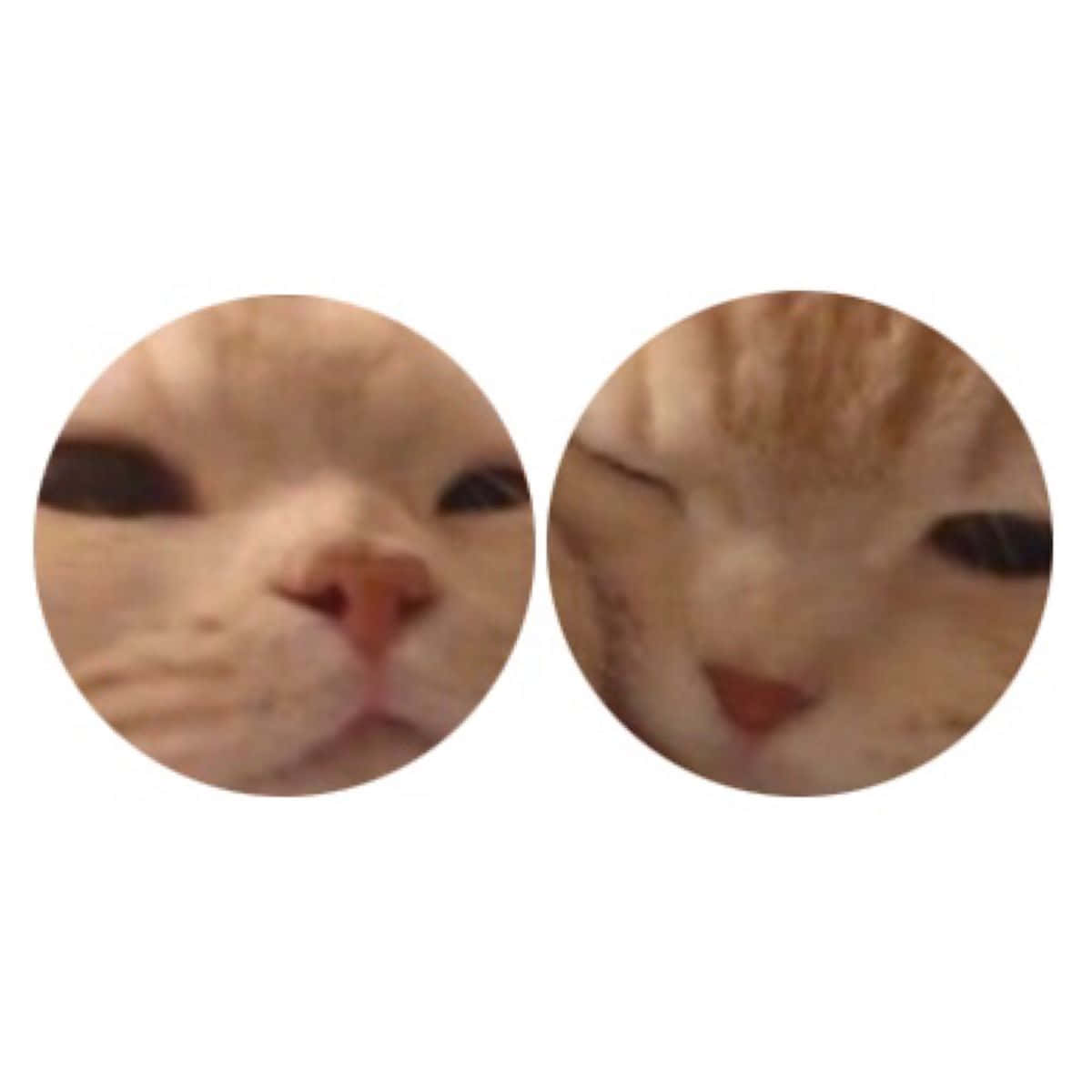 Whiskers Friends - Uniquely Bonded In Purrfect Harmony Wallpaper