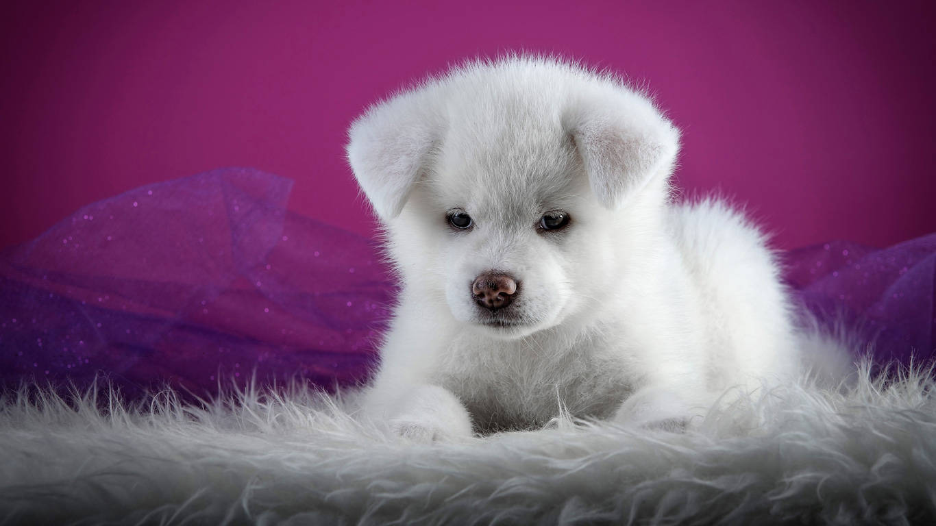 White Akita Puppy Dog In Purple Wallpaper