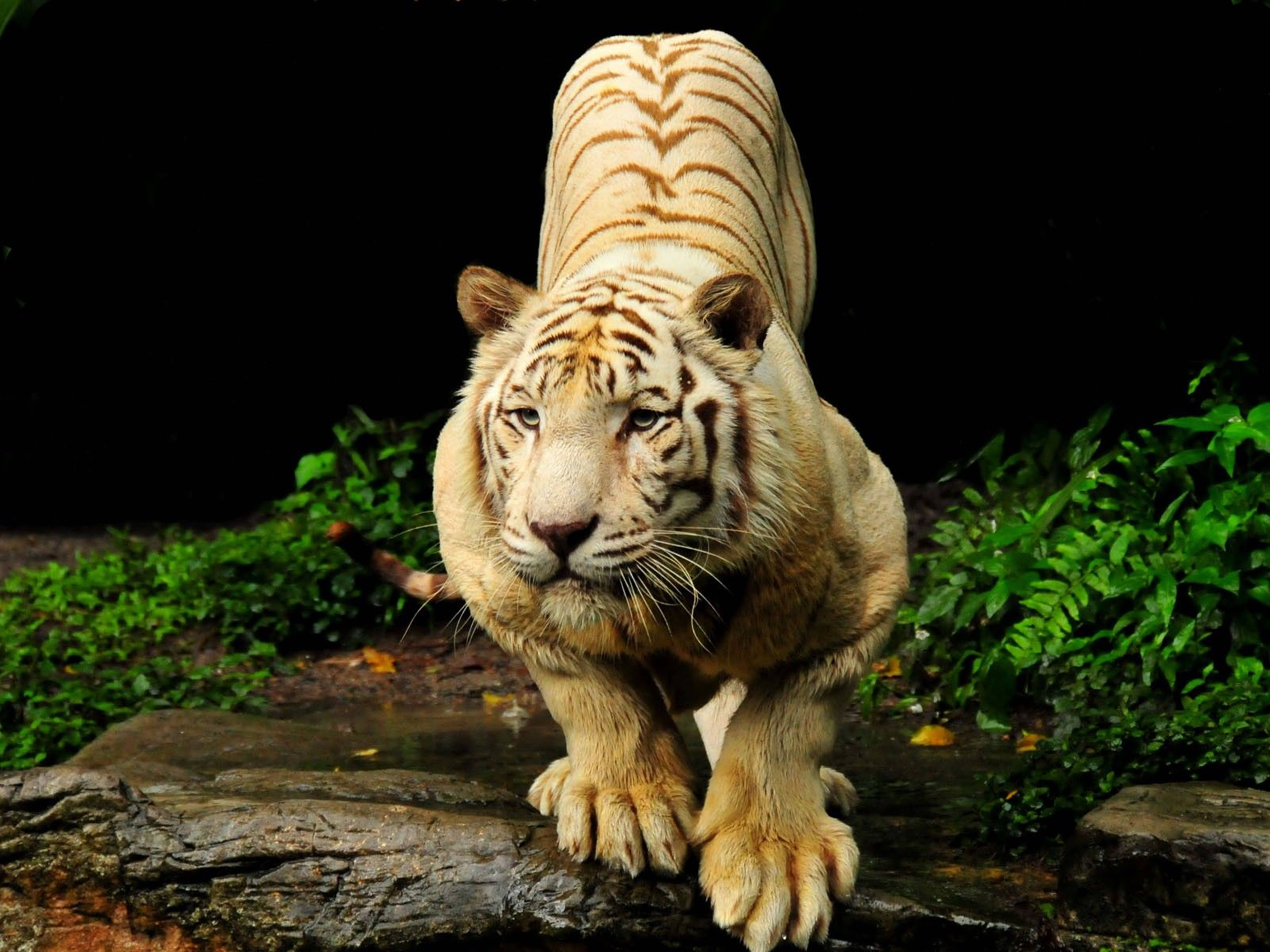 White Albino Animal 8k Tiger Uhd Wallpaper