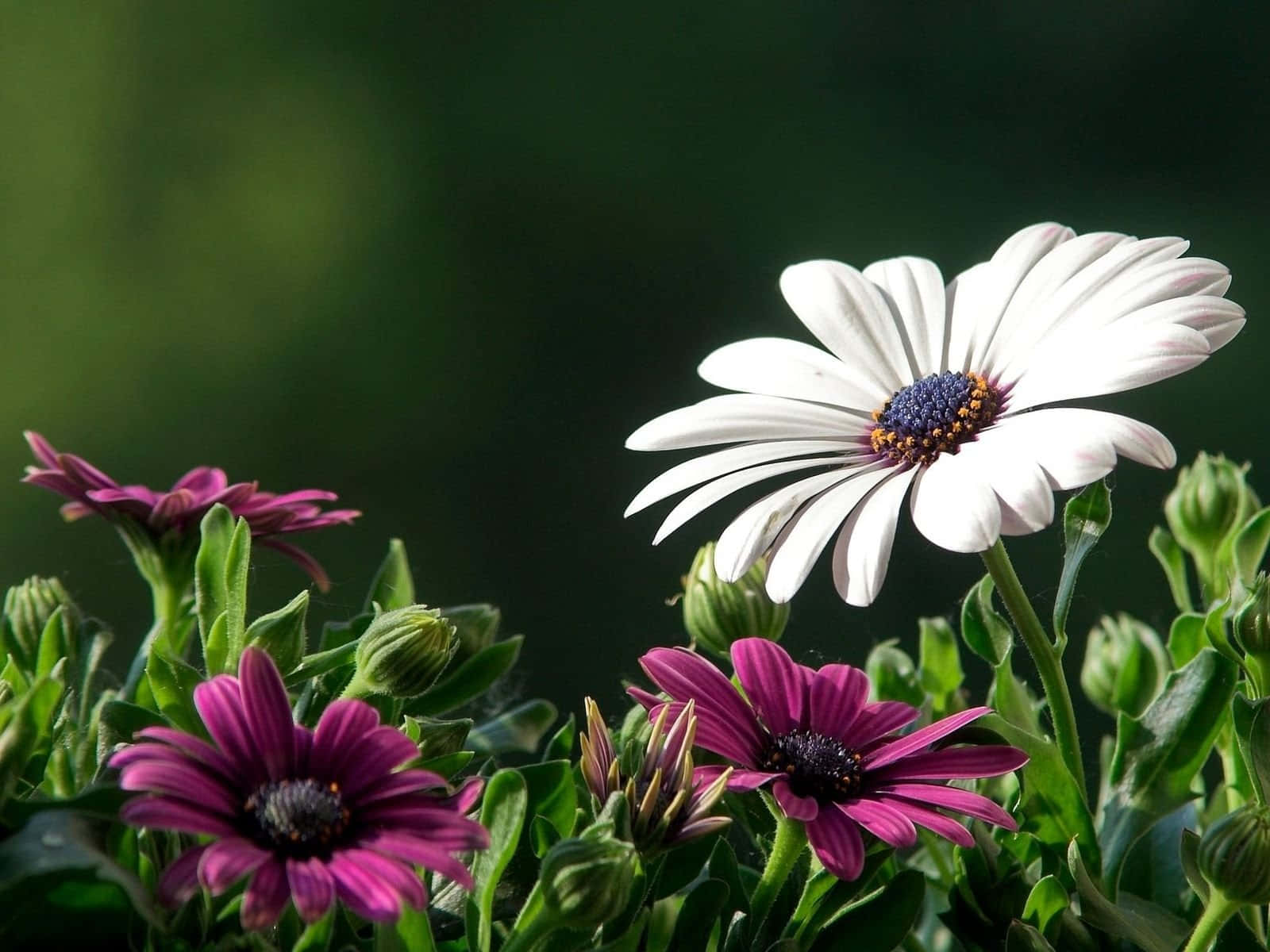 White And Purple Nature Flower Wallpaper