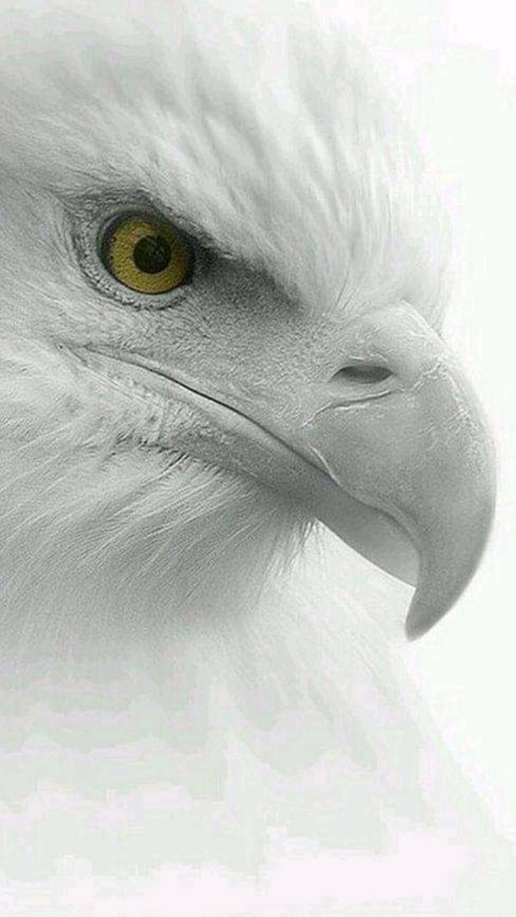 White Bald Eagle Iphone X Nature Wallpaper