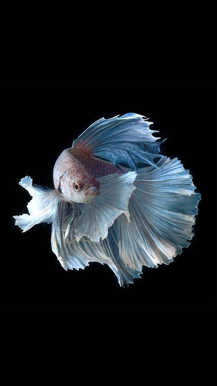 White Betta Fish Wallpaper