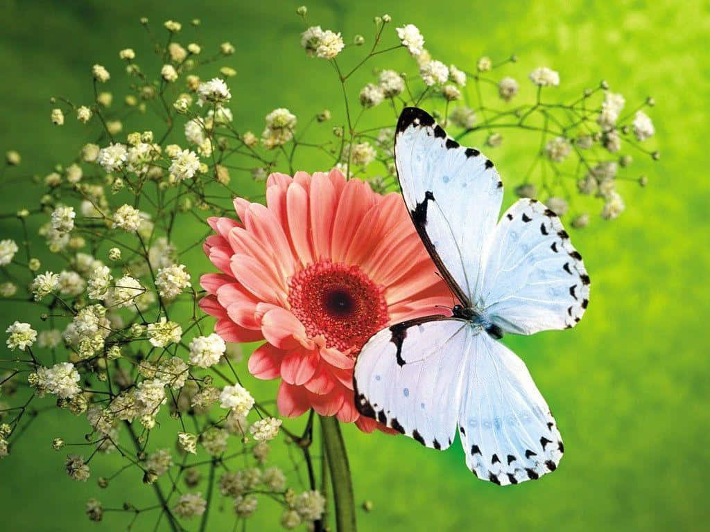 White-black Butterfly On Daisy Desktop Wallpaper