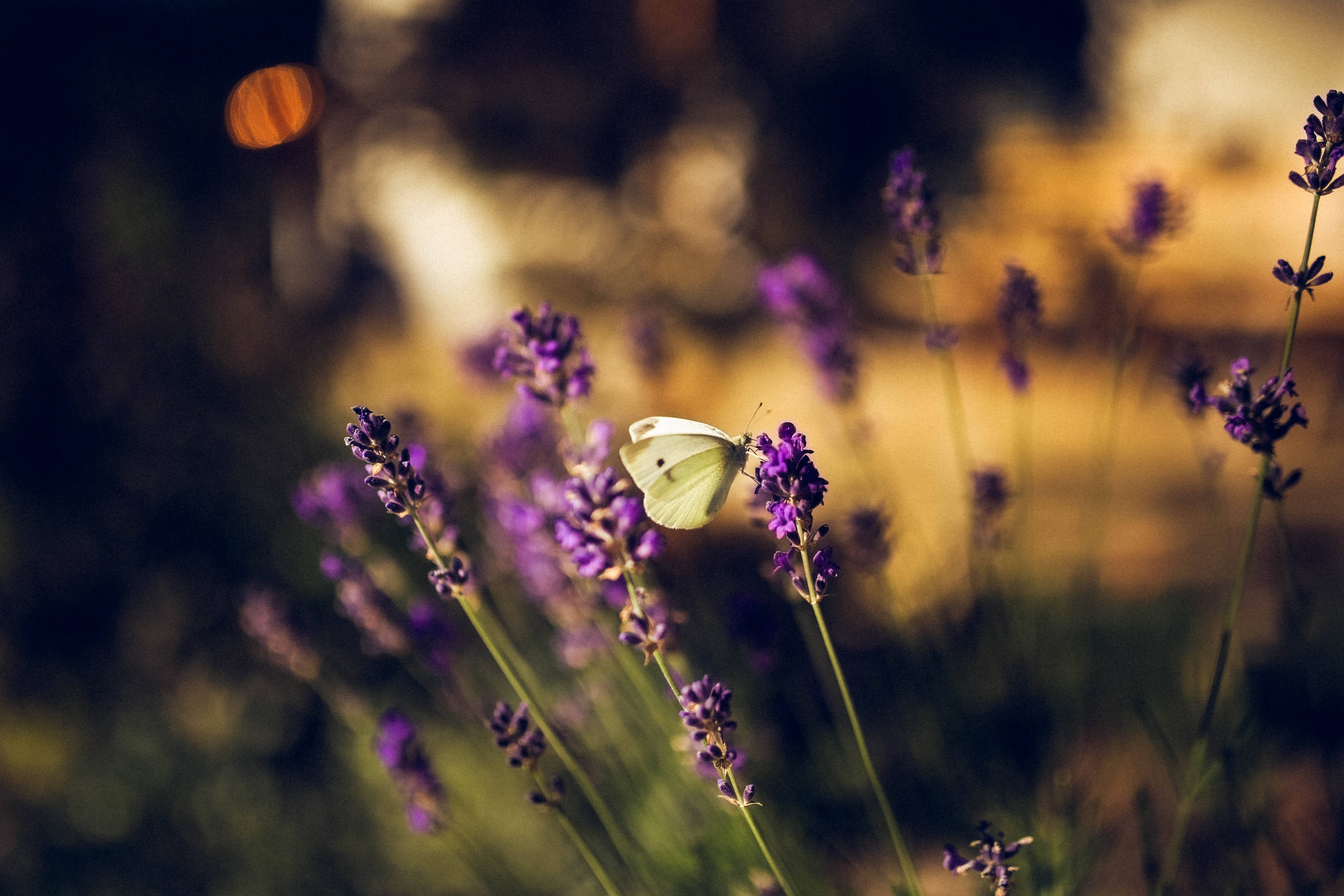 White Butterfly Lavender Desktop Wallpaper