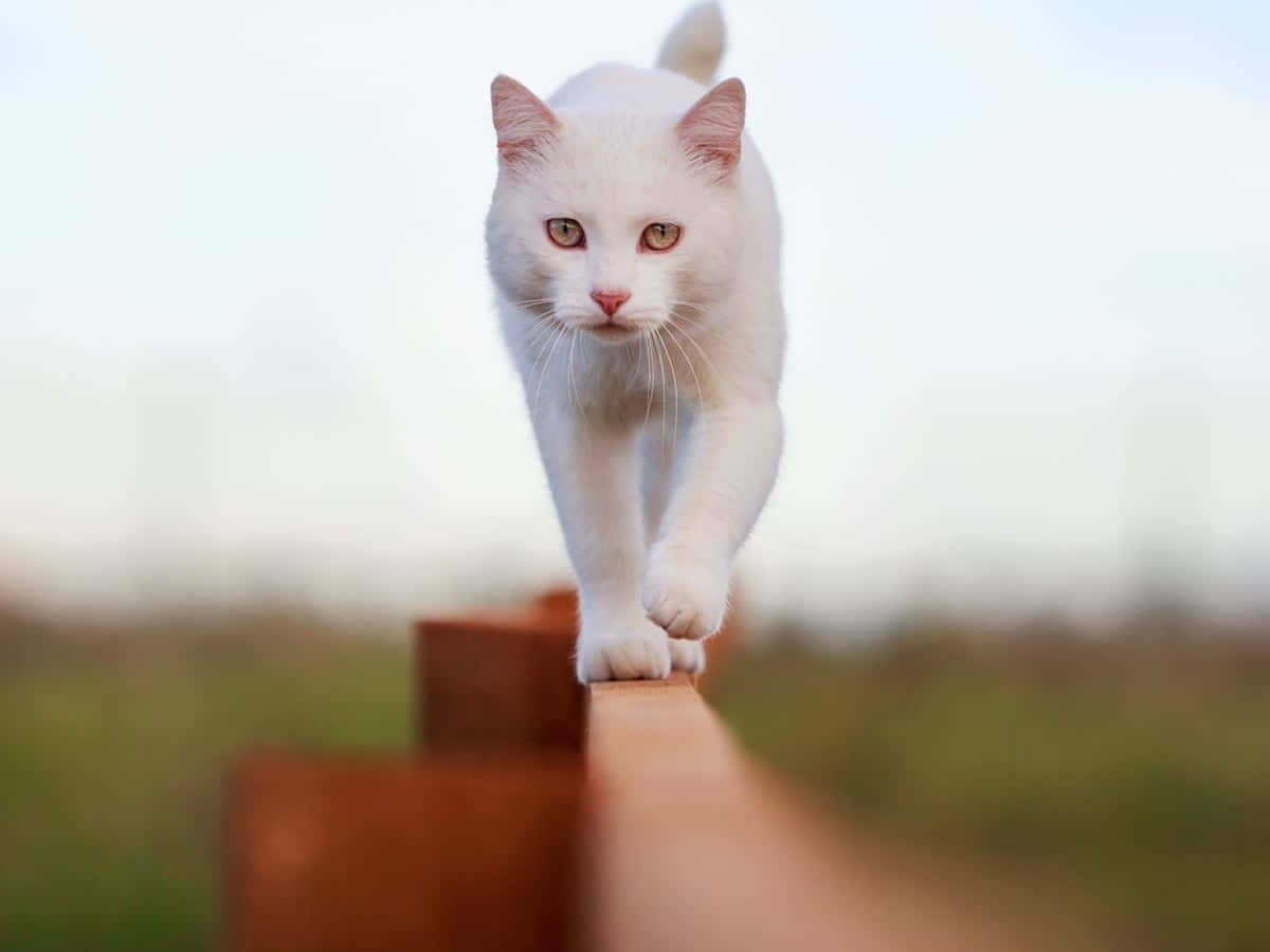 White Cat Balancingon Fence Wallpaper