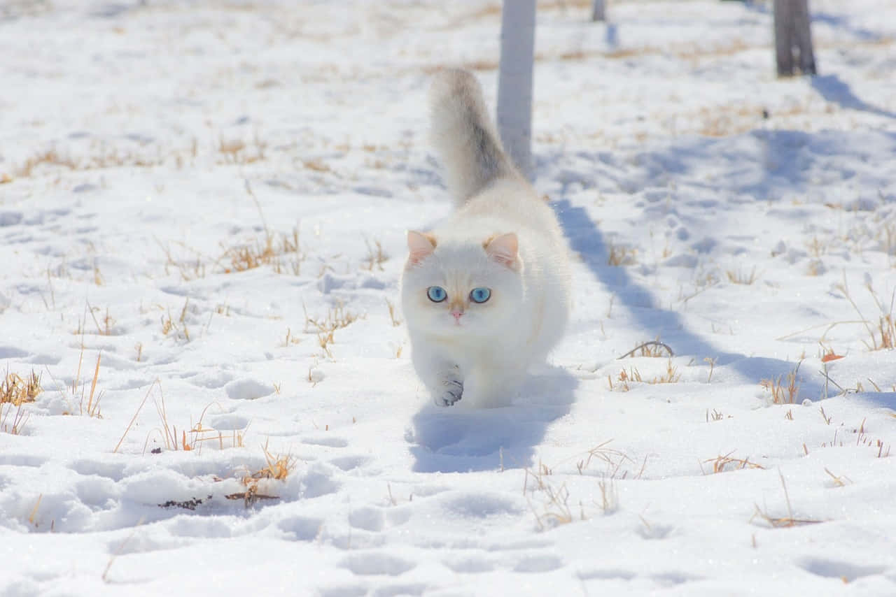 White Cat Blue Eyes Snow Walk Wallpaper