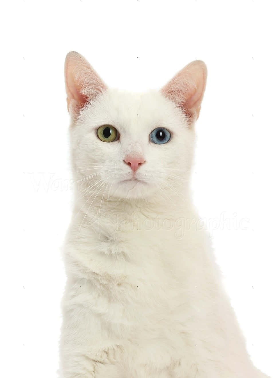 White Catwith Heterochromia Wallpaper