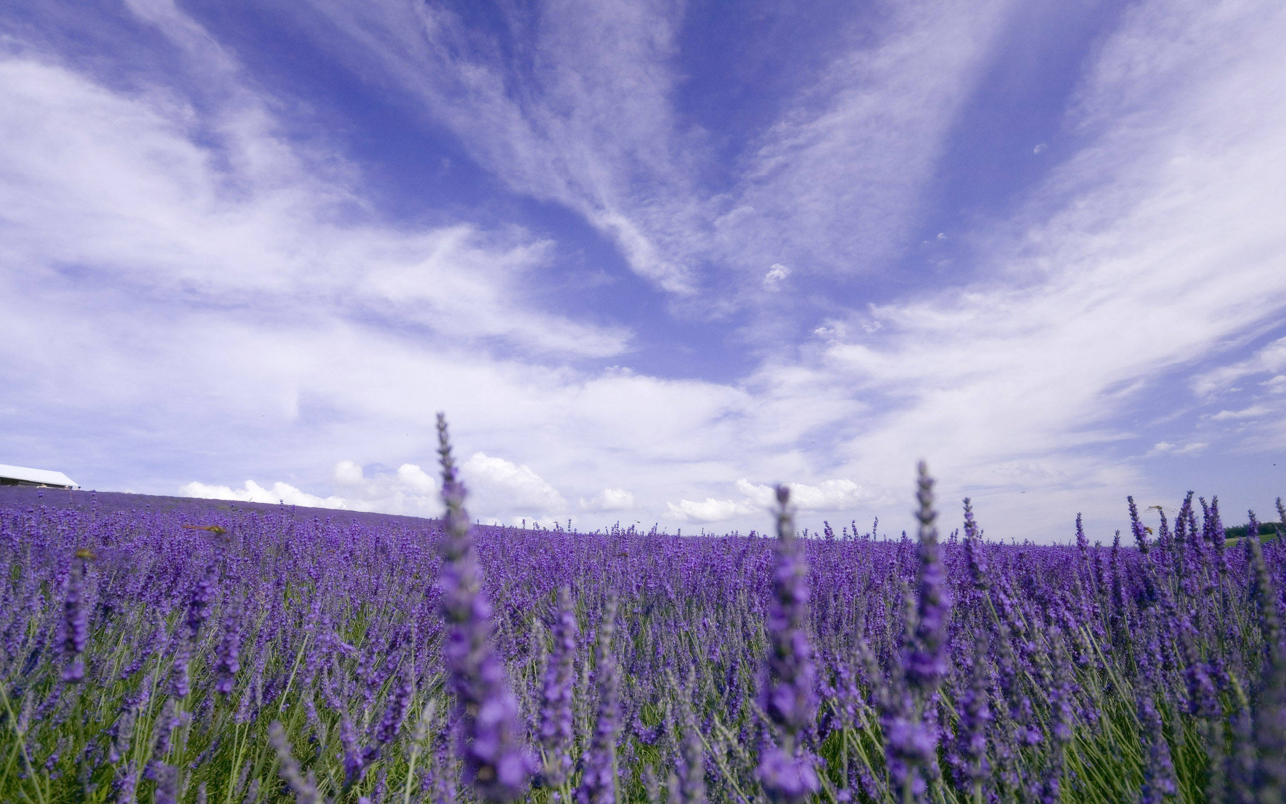 White Clouds Above Lavender Desktop Wallpaper