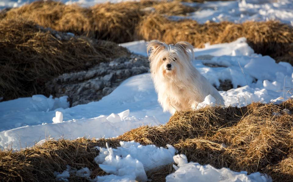 White Cute Puppy On Ice Wallpaper