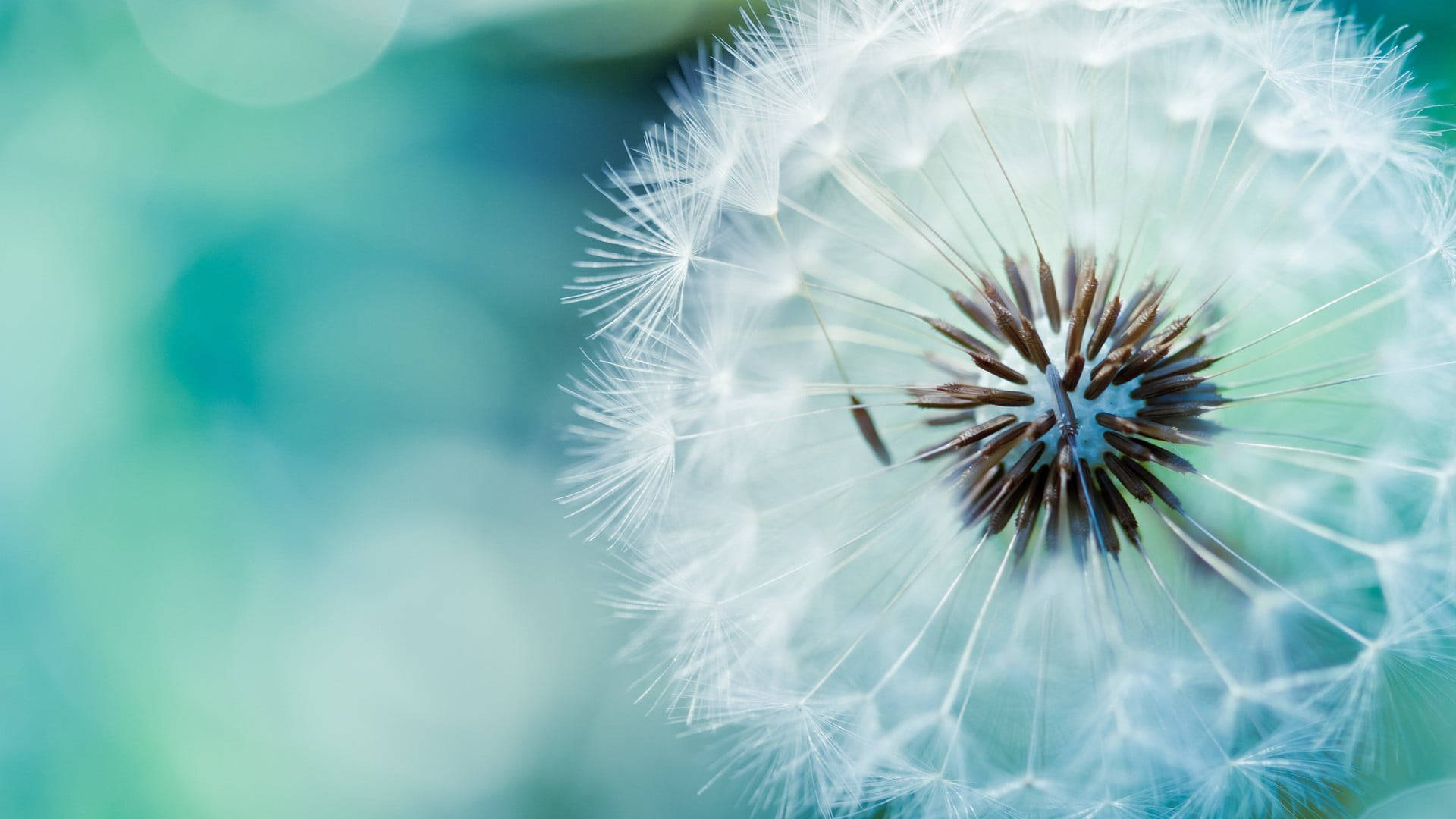 White Dandelion Flower Pc Wallpaper