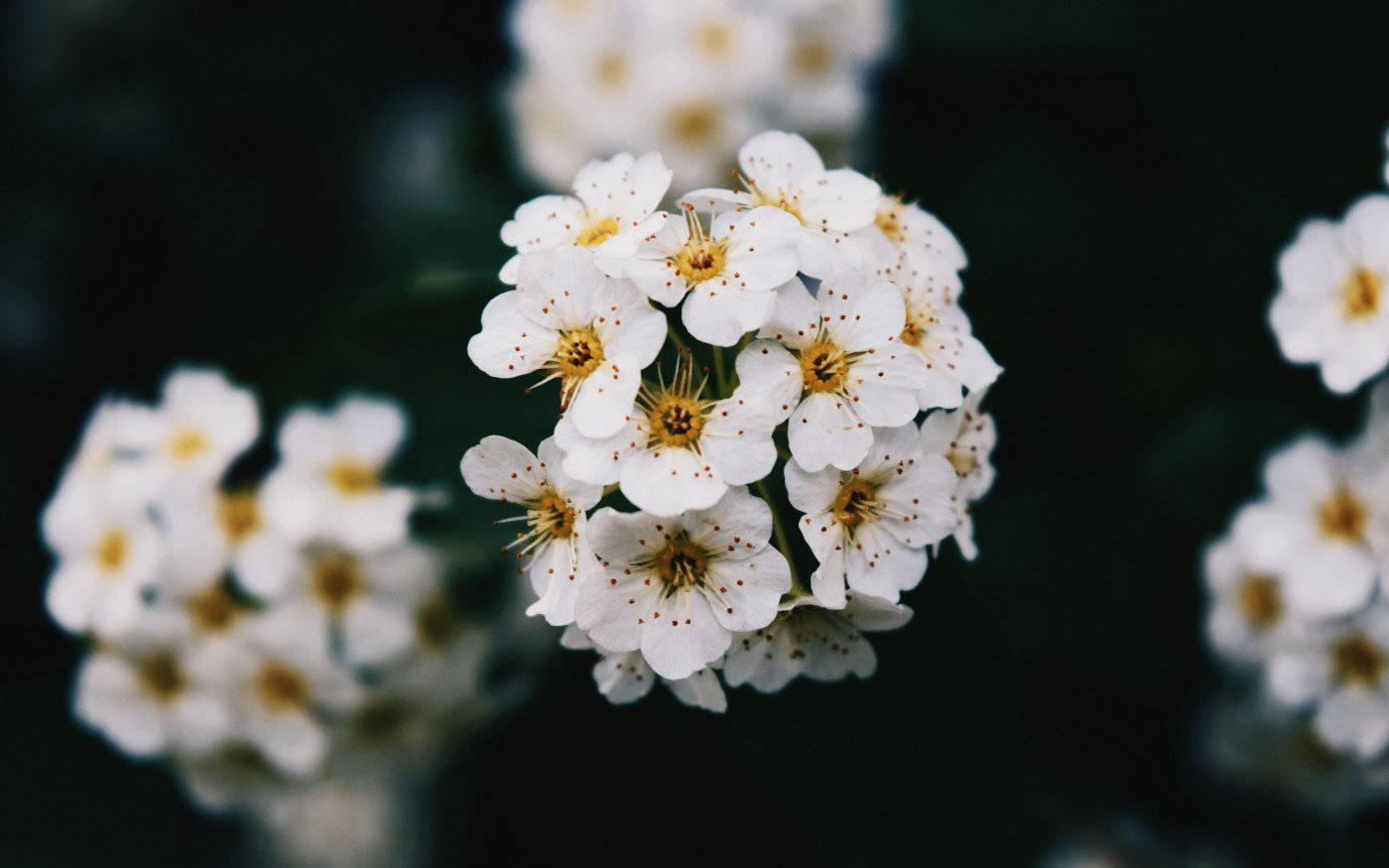 White Flower Callery Pear Wallpaper