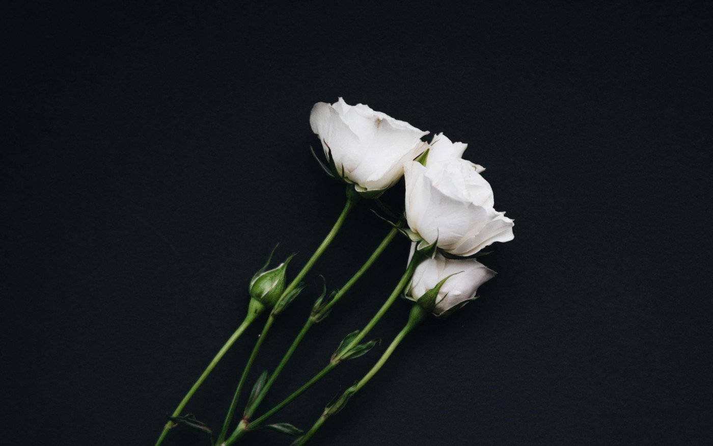 White Flower Diagonal Wallpaper