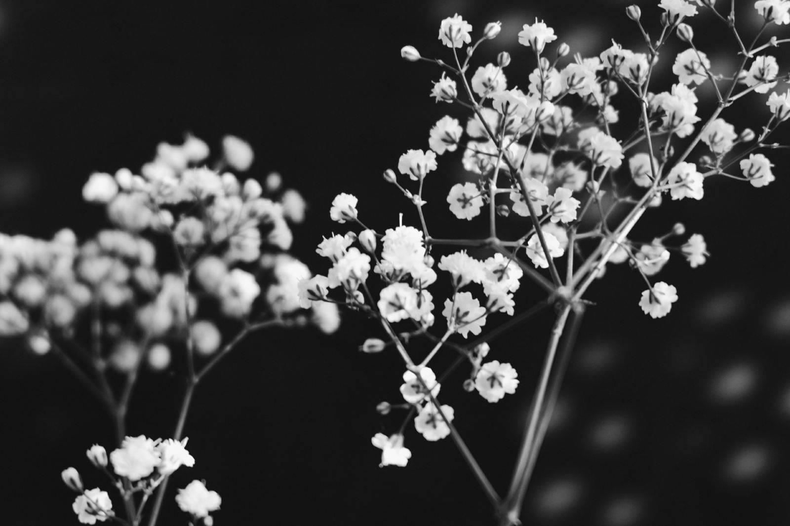 White Flower Grayscale Wallpaper